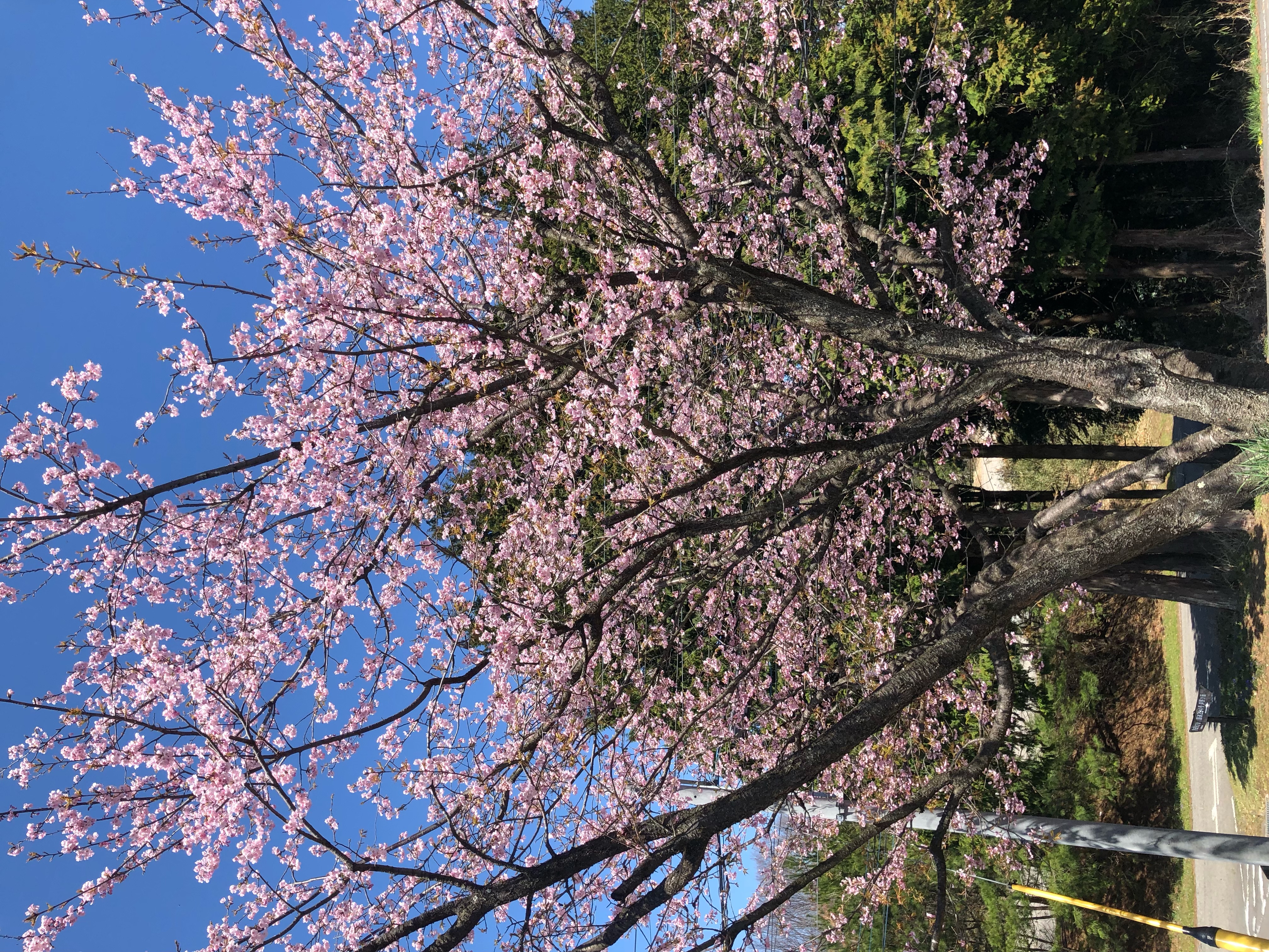 アクーユの桜